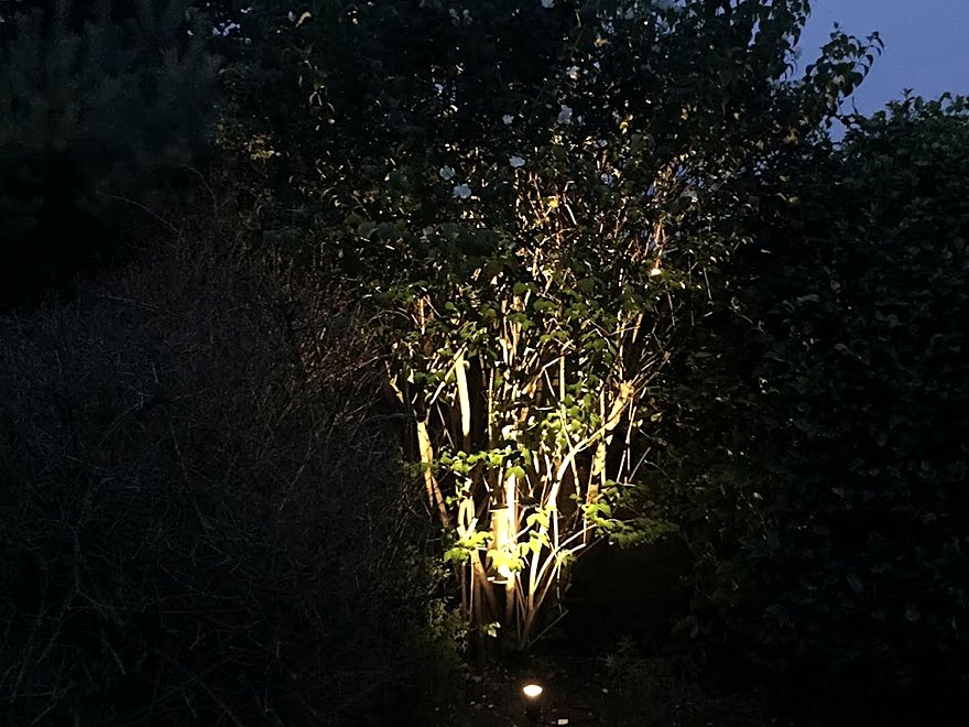 Mature tree uplit at night by spike lights set into planting